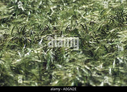 BARLEY CROP IN EARLY SUMMER Stock Photo