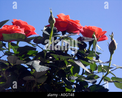Miniature red roses against a deep blue sky Stock Photo
