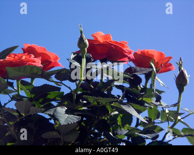 Miniature red roses against a deep blue sky, Stock Photo