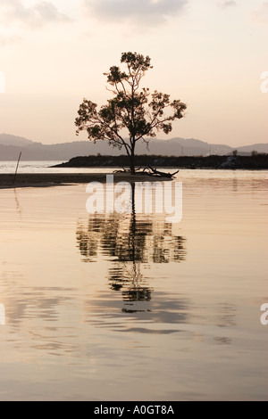 Tree Reflected in Water Pulau Langkawi Malaysia Stock Photo