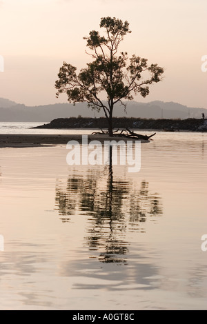 Tree Reflected in Water Pulau Langkawi Malaysia Stock Photo