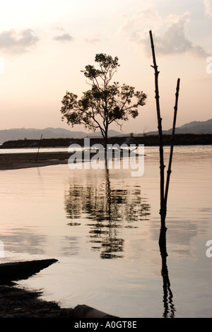 Tree Reflected in Water Pulau Langkawi Malaysia Stock Photo