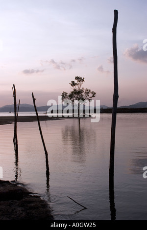 Tree Reflected in Water at Dusk Pulau Langkawi Malaysia Stock Photo