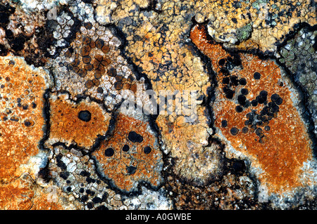 map lichen on wall,cairngorms national park Stock Photo