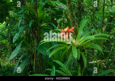 Ecuador, Western Andes, Buenaventura Reserve, El Oro Province, Bromeliad flower in tropical  forest Stock Photo