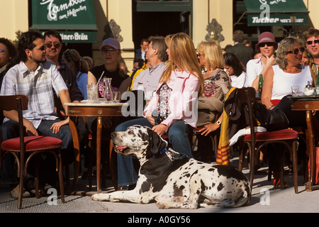 woman with Great Dane dog in cafe Stock Photo