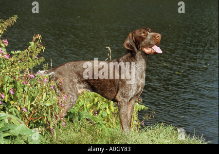 German Shorthaired dog - standing on meadow at water Stock Photo