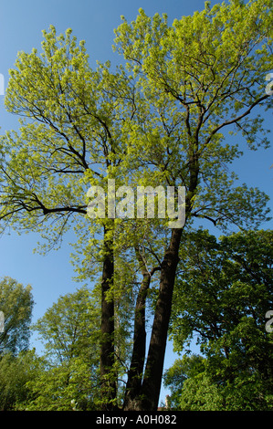 fraxinus excelsior, ash tree in spring-time Stock Photo
