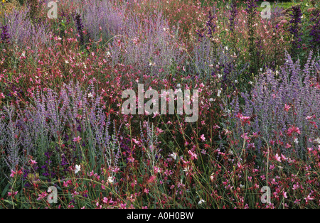 Gaura lindheimeri Siskyou Pink Perovskia Little Spire Lobelia vedrariensis Stock Photo