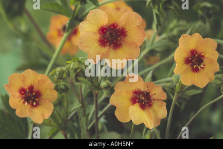 Potentilla x tonguei.  AGM (Cinquefoil) Close up of several apricot yellow flowers with red centres. Stock Photo
