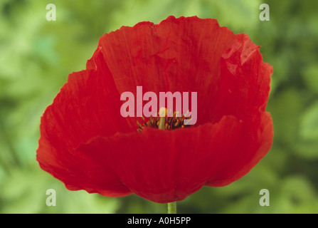 Roemeria refracta. (Asian corn poppy) Close up of bright red flower. Stock Photo