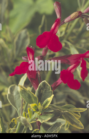 Salvia 'Caramba' (Sage) Close up of red flowers and green leaves with creamy yellow variegation. Stock Photo