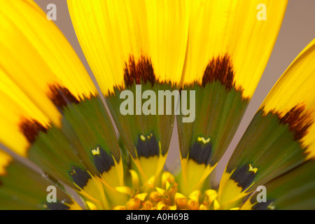 Gazania Michael Stock Photo