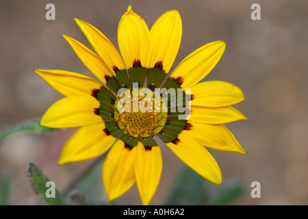 Gazania Michael Stock Photo