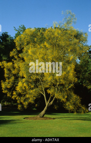 Genista aethnensis Mount Eta Broom Stock Photo