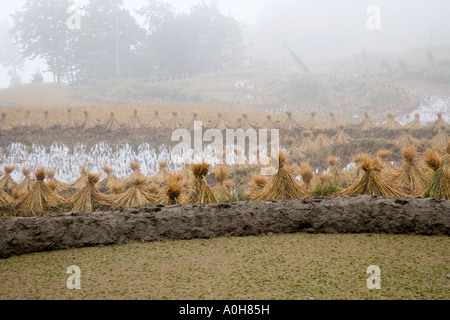 Bundles of rice straw in the morning mist, Xinjie village, Yuanyang, Yunnan, China Stock Photo