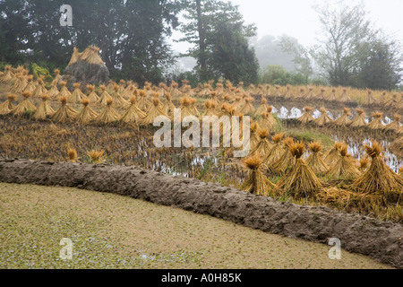 Bundles of rice straw in the morning mist, Xinjie village, Yuanyang, Yunnan, China Stock Photo