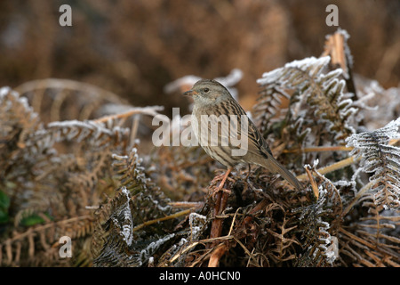 DUNNOCK Prunella modularis Stock Photo