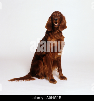 Irish Setter dog - sitting - cut out Stock Photo