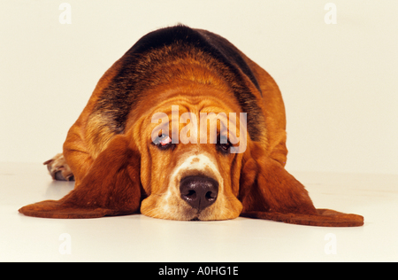 Basset Hound dog - lying frontal - cut out Stock Photo