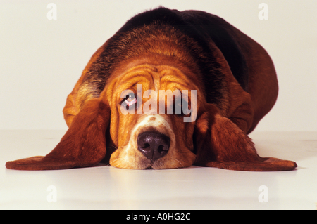 Basset Hound. Adult dog lying. Studio picture seen against a white background Stock Photo