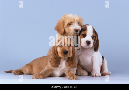 Cocker Spaniel dog , Tibetan Terrier and Beagle - three puppies Stock Photo