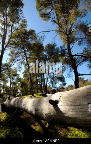 Trunk of a cut tree Stock Photo