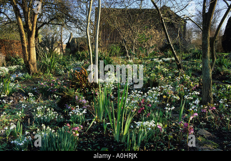 East Lambrook Manor. Somerset. Drifts of snowdrops. Galanthus nivalis and Hellebores in shady wild garden. Stock Photo