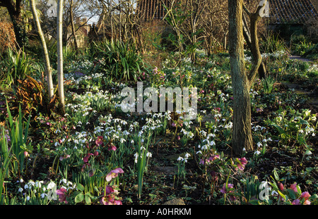 East Lambrook Manor. Somerset. Drifts of snowdrops. Galanthus nivalis and Hellebores in shady wild garden. Stock Photo