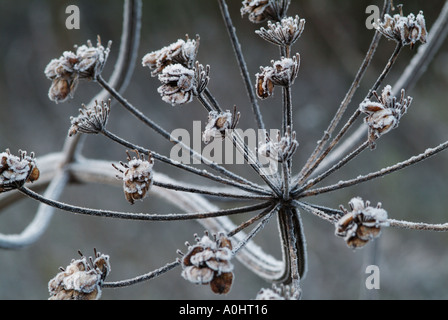 Hoar frost on the head of an umbellifer plant, Scotland, UK. Stock Photo