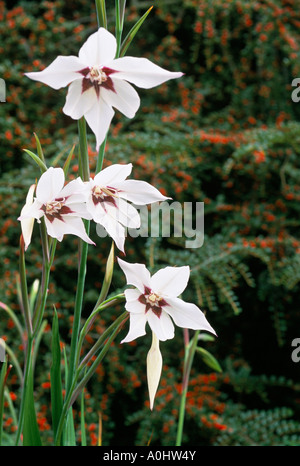 Formerly Acidanthera bicolor var murielae now Gladiolus callianthus Stock Photo