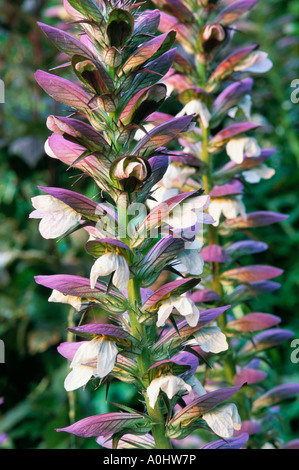 Acanthus spinosus Bear s breeches