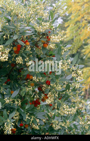 Arbutus unedo Elfin King fruits Strawberry tree Stock Photo