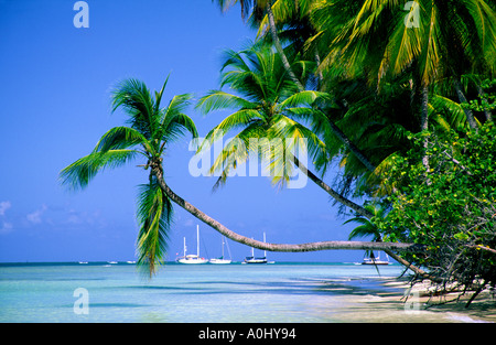 Tobago Pigeon Point caribbean sea beach palm trees Stock Photo