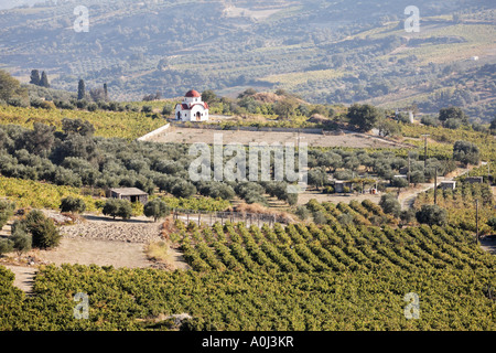 Vineyards and olive groves near Avgeniki, Crete, Greece Stock Photo
