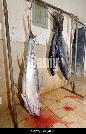 Yellow fin tuna, fish market at Al Mukalla, Mukalla, Yemen Stock Photo