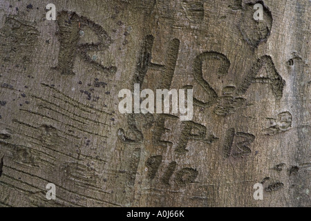 Beech tree with ancient carving from 1910 on the bark Felbrigg Norfolk UK Stock Photo