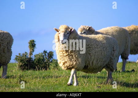 Sheep on the Otago Peninsula in New Zealand Stock Photo - Alamy