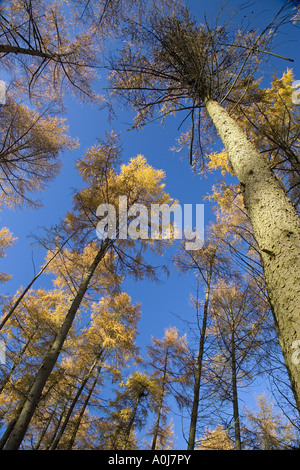 Larch Larix decidua Norfolk Autumn Stock Photo