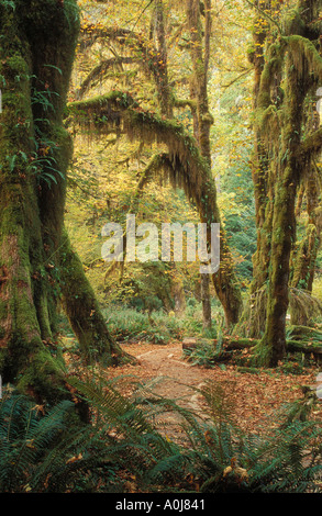 Olympic National Park Washington USA Hoh Rainforest Hall of Mosses Trail and Club Moss on Big leaf Maple trees Stock Photo