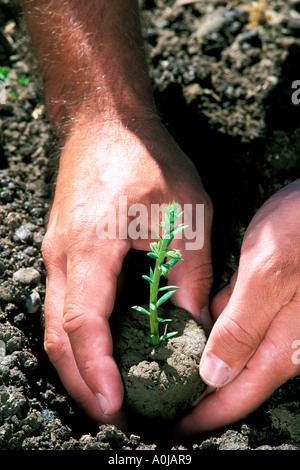 farmers hands planting a baby redwood tree in the ground in California Stock Photo