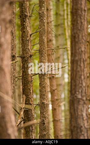 Densely planted pine forest Stock Photo