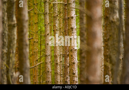 Densely planted pine forest Stock Photo