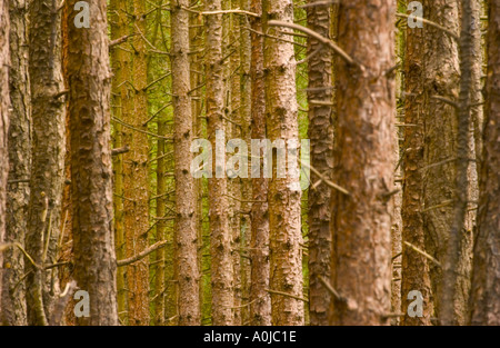 Densely planted pine forest Stock Photo