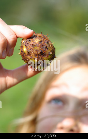 Conker young girl holding looking at a Horse Chestnut conker Stock Photo