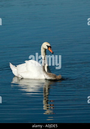 Mute Swan (Cygnus olor) with cygnet attempting to take a strand of pond weed from parent s beak Stock Photo