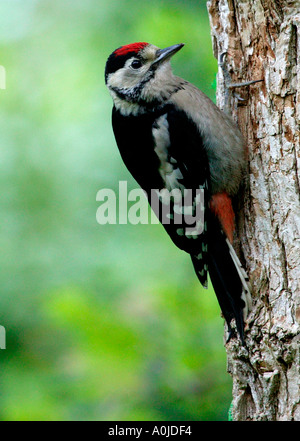 Juvenile Great Spotted Woodpecker (Dendrocopos major) perched on tree trunk UK Stock Photo