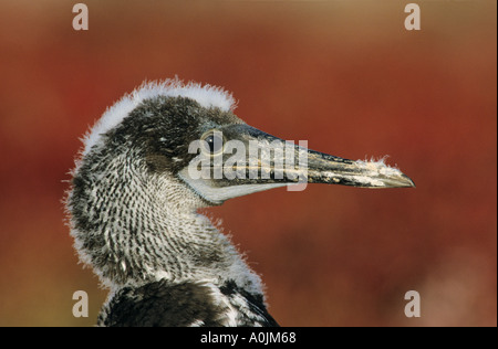 Blue footed Booby immature Sula nebouxii Stock Photo