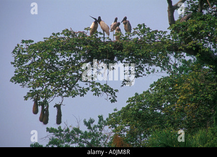 storks, Jabiru storks, Jabiru mycteria, hanging nests, Aquidauana River, Caiman Ecological Refuge, Pantanal, Mato Grosso do Sul, Brazil, South America Stock Photo