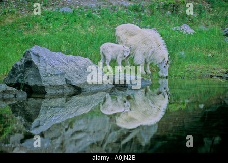 Baby and mother Mountain Baby and mother Mountain Goat 2 Stock Photo